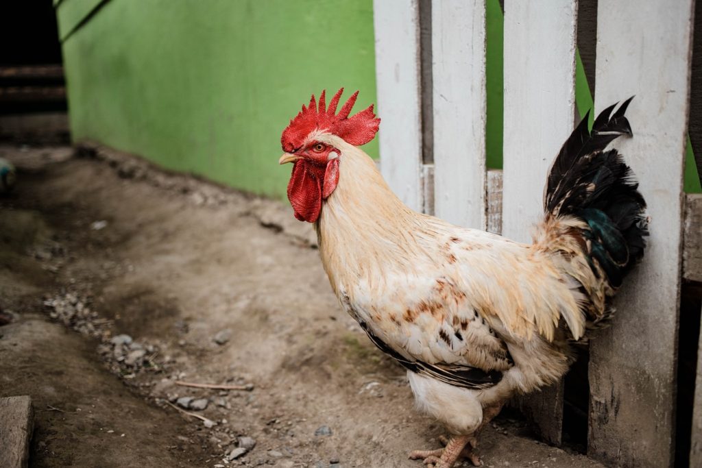 Strategi dalam Bermain Sabung Ayam