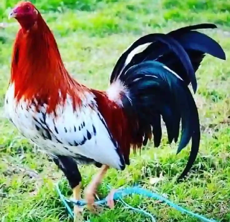 Keunggulan S128S Dibanding Situs Sabung Ayam Online Lainnya